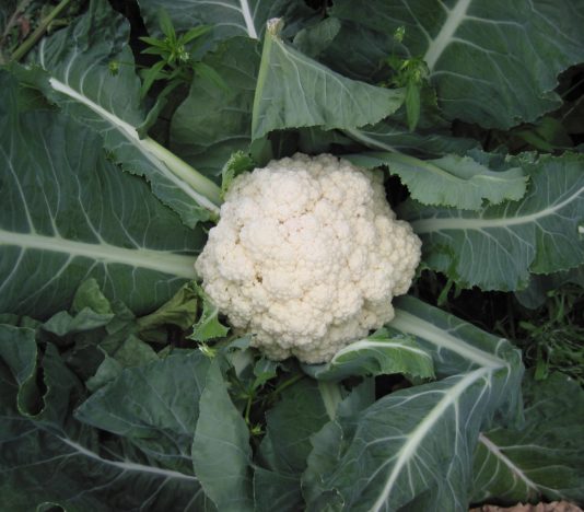 Soñar con Coliflor