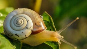 Soñar con caracol