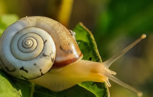 Soñar con caracol