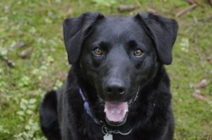 Soñar con perro negro