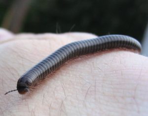 Soñar con piojos de serpiente