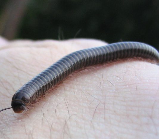 Soñar con piojos de serpiente