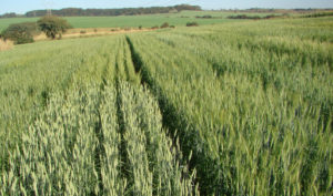 Soñar con plantación