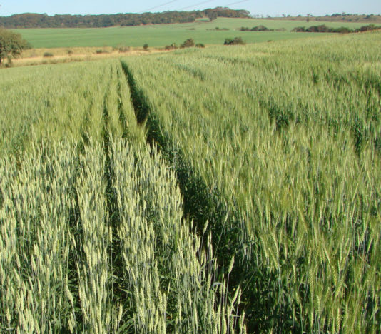 Soñar con plantación