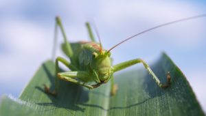 Soñar con saltamontes