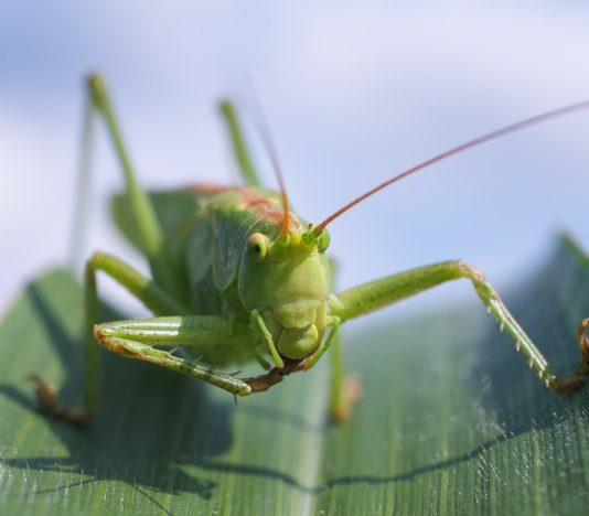 Soñar con saltamontes