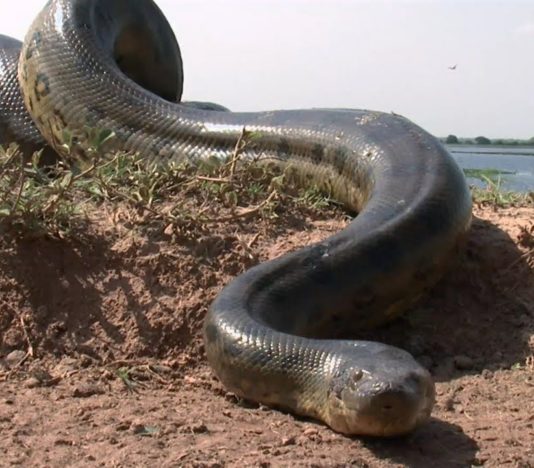 Soñar con serpiente grande