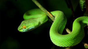 Soñar con serpiente verde