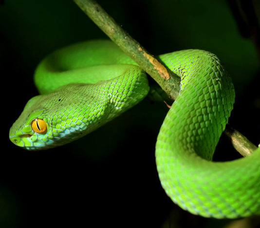 Soñar con serpiente verde