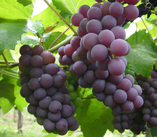 Soñar con uvas