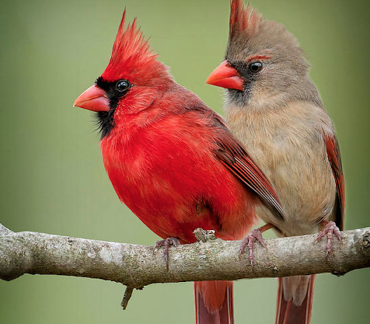 soñar con el cardenal