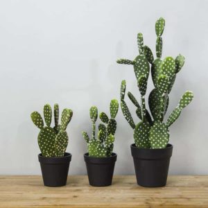 Cactus o plantas con espinas