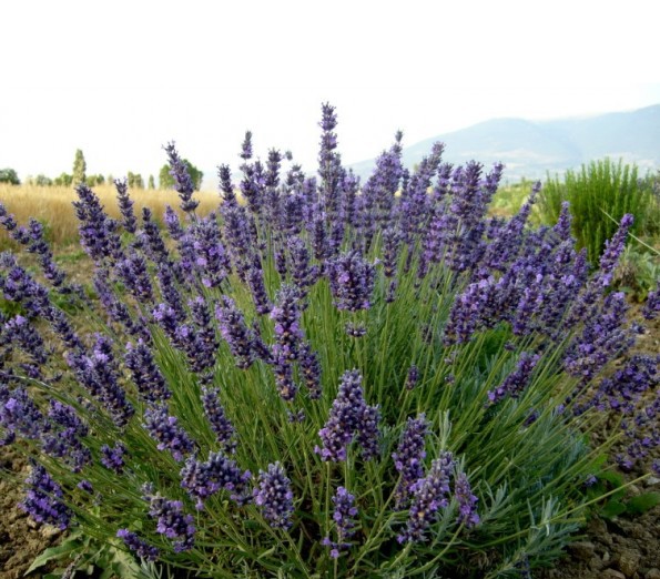 Lavanda