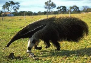 Soñar con Oso Hormiguero