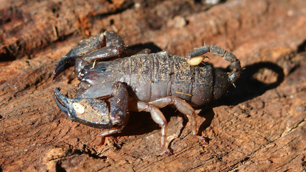 Soñar con alacranes