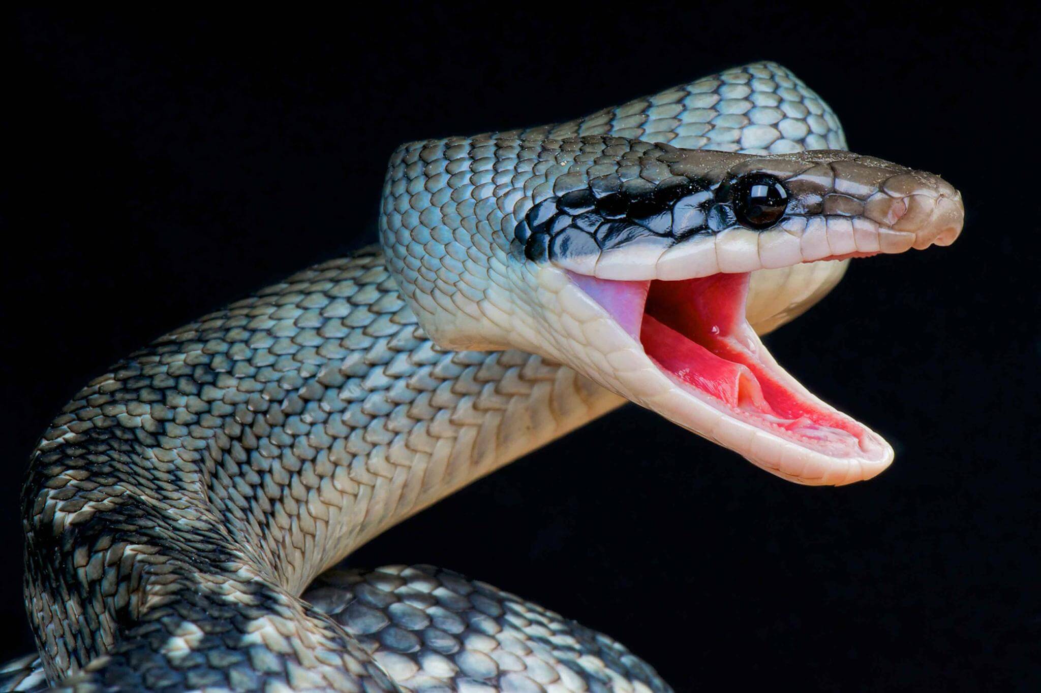 Soñar Con Cortarle La Cabeza A Una Serpiente