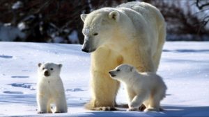 Soñar con Oso Blanco