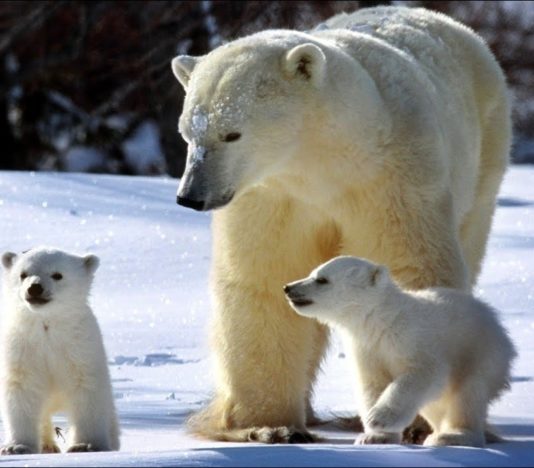 Soñar con Oso Blanco