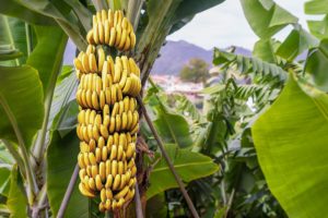 Soñar con árbol de plátano