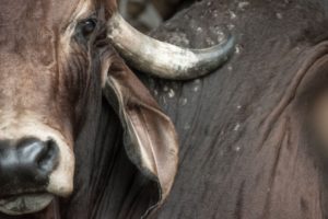 Descubre todo sobre el signo de toro