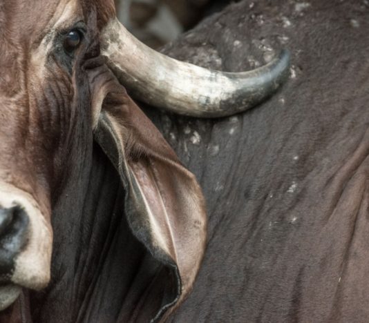 Descubre todo sobre el signo de toro