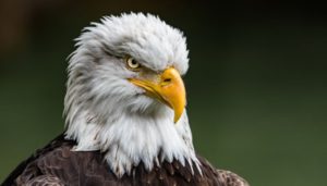 Soñar con Águila