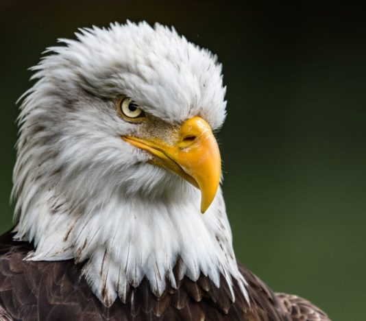 Soñar con Águila