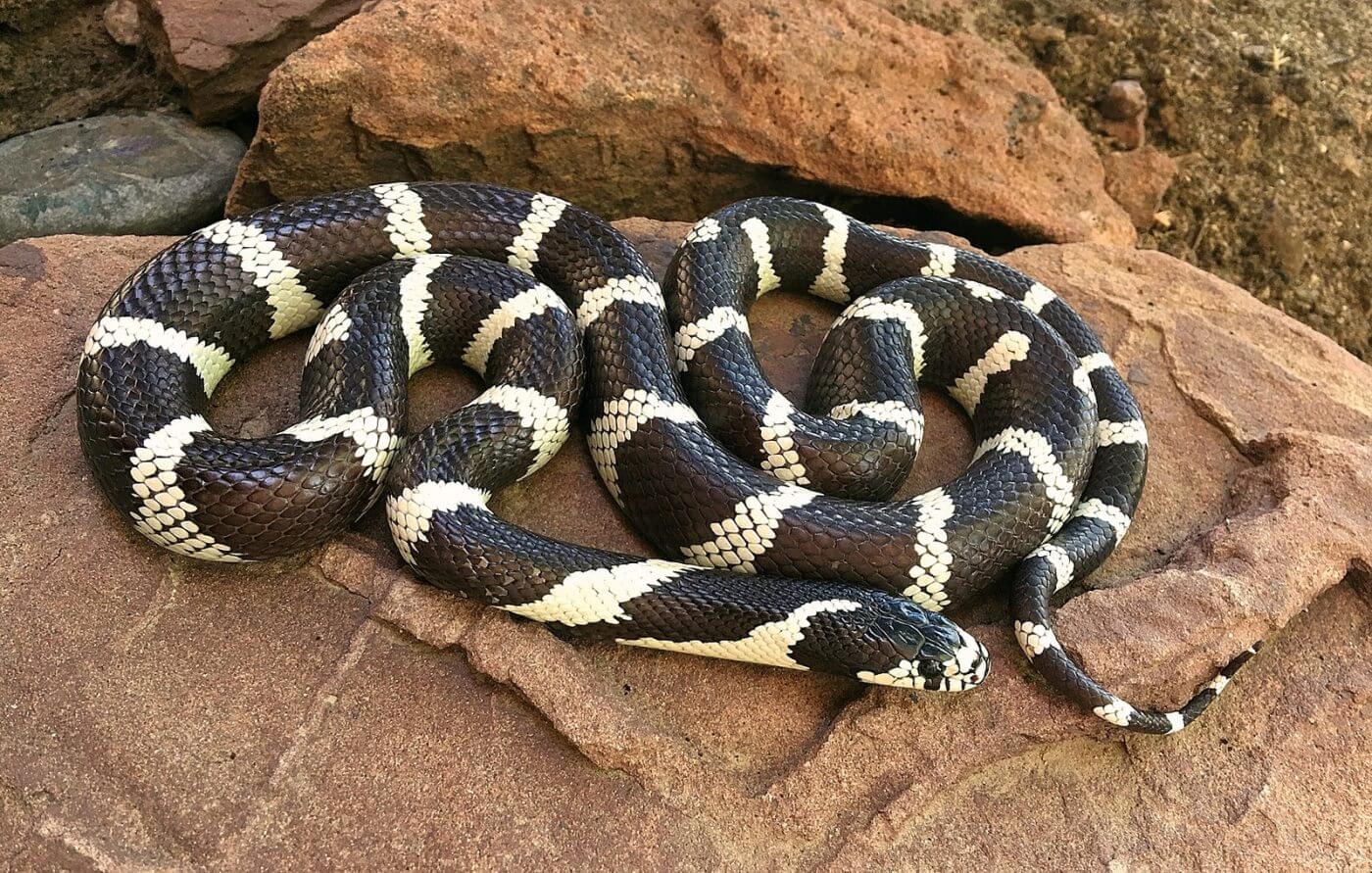 Soñar con Serpiente Blanca y Negra - Significado de Soñar