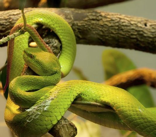 Soñar con Serpiente Enroscada