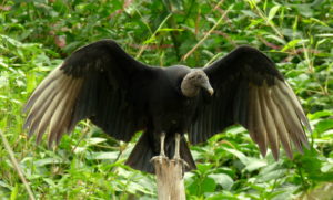 Soñar con Gallinazos