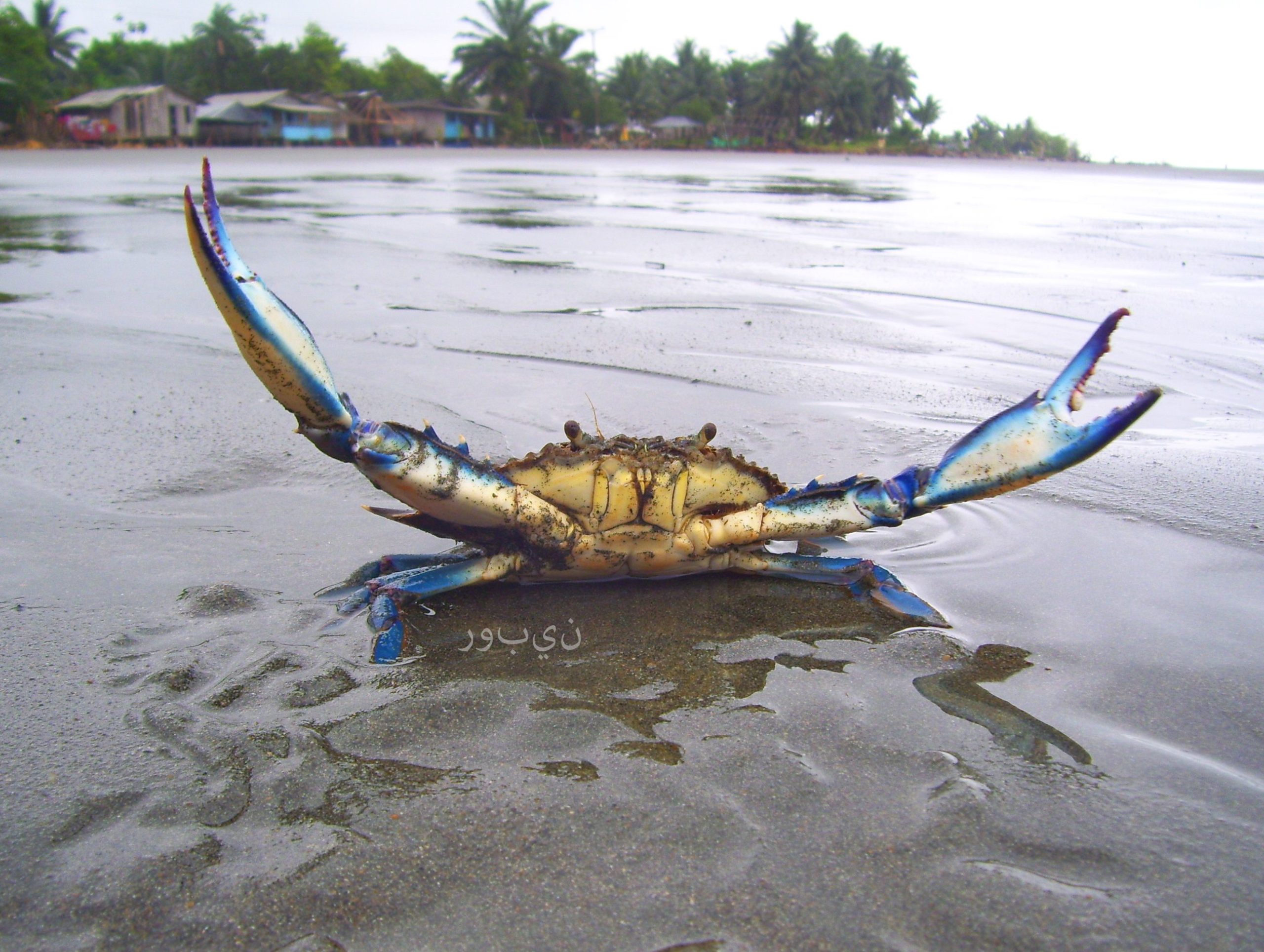 Soñar con Jaiba Significado de Soñar