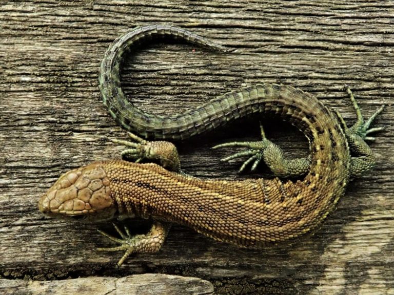 Soñar con Reptiles Significado de Soñar