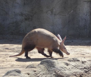 Soñar con cerdo hormiguero