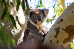 Soñar con koala