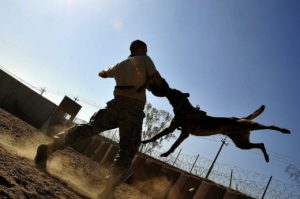 Soñar con perro enojado