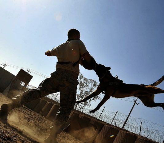 Soñar con perro enojado