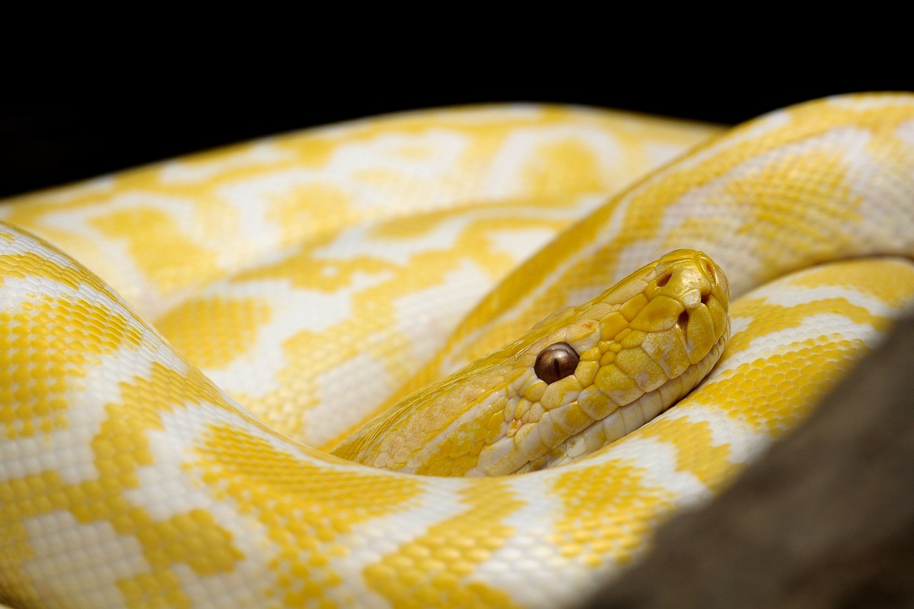 Soñar con una serpiente amarilla