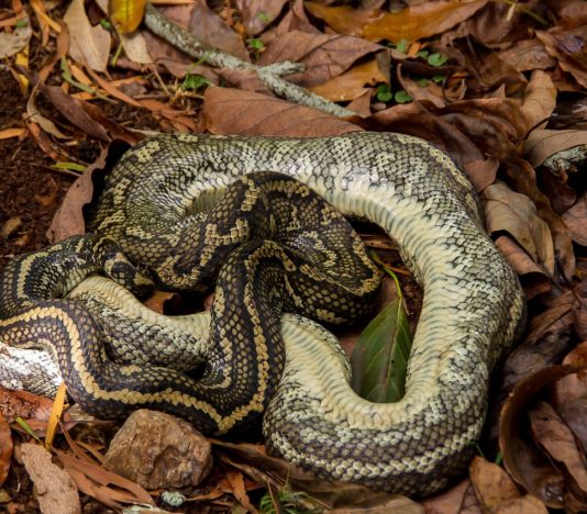 Soñar con una serpiente muerta