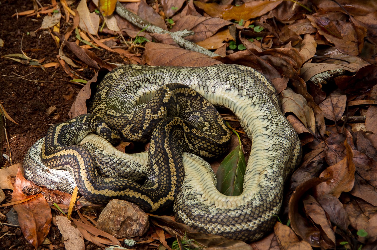 Soñar con una serpiente muerta