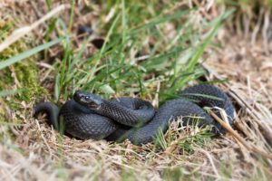 Soñar con una serpiente negra