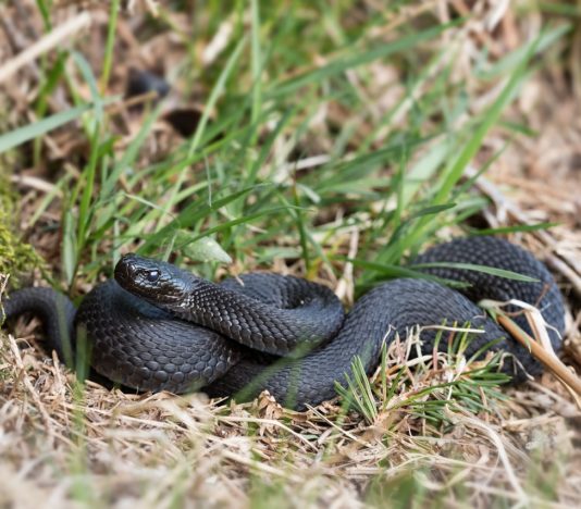 Soñar con una serpiente negra