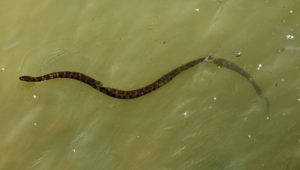 Soñar con una Serpiente Marrón