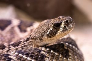 Soñar con una serpiente venenosa