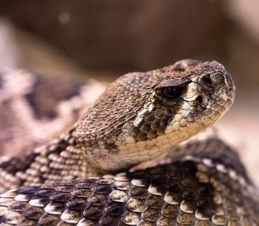 Soñar con una serpiente venenosa