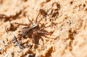 Soñar con ser mordido por una araña