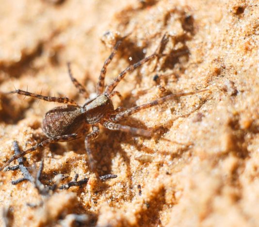 Soñar con ser mordido por una araña