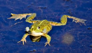 Soñar con ranas