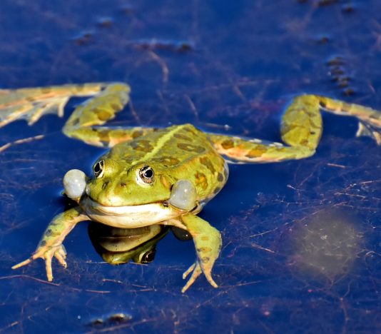 Soñar con ranas