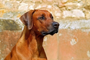 Soñar con perro marrón