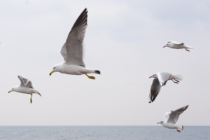 Soñar con gaviota